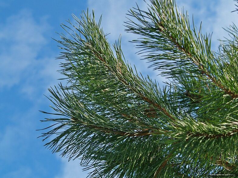 Nadeln zur Behandlung der zervikalen Osteochondrose